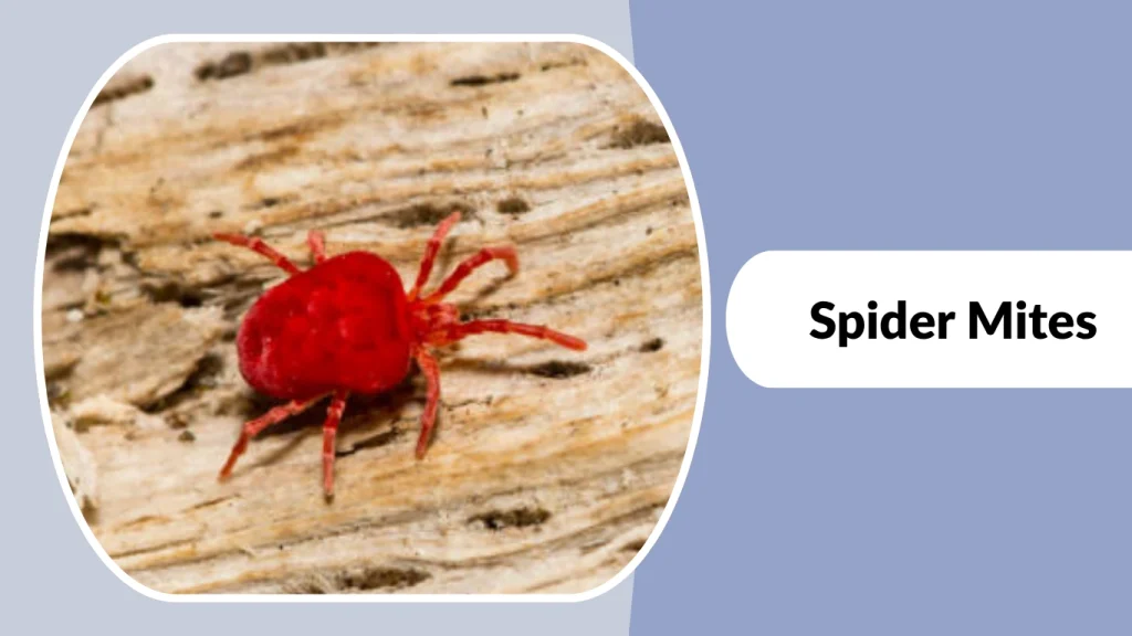 Spider Mites