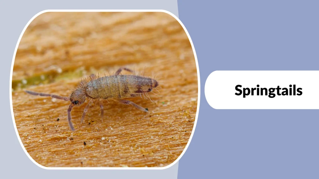 Springtails