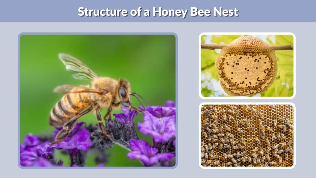 Structure of a Honey Bee Nest