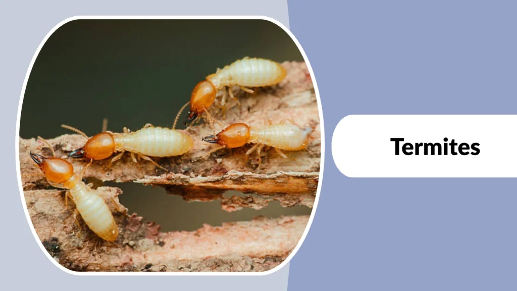 Termites