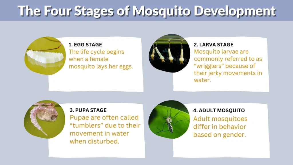 The Four Stages of Mosquito Development