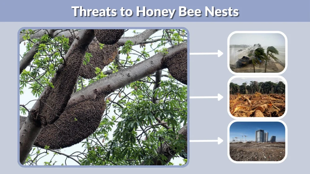 Threats to Honey Bee Nests