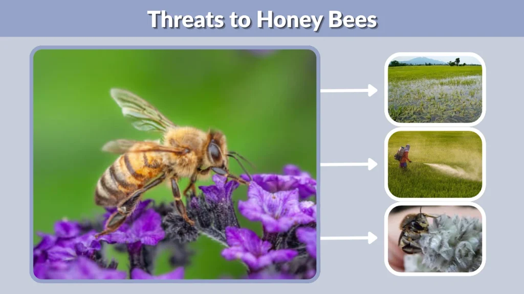 Threats to Honey Bees