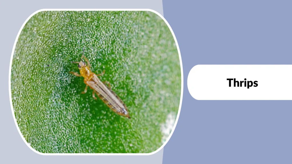 Thrips