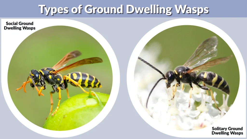 Types of Ground Dwelling Wasps