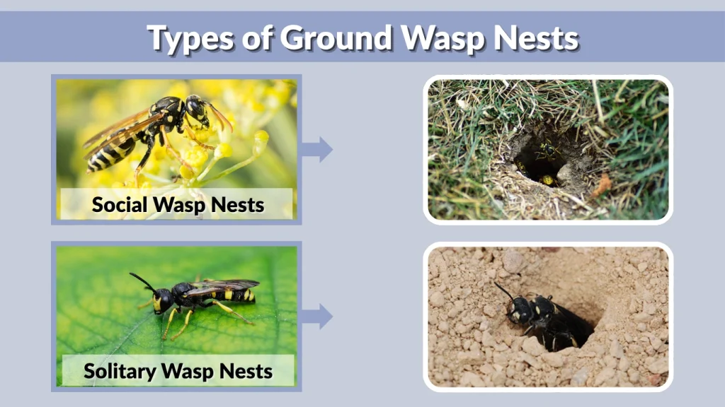 Types of Ground Wasp Nests