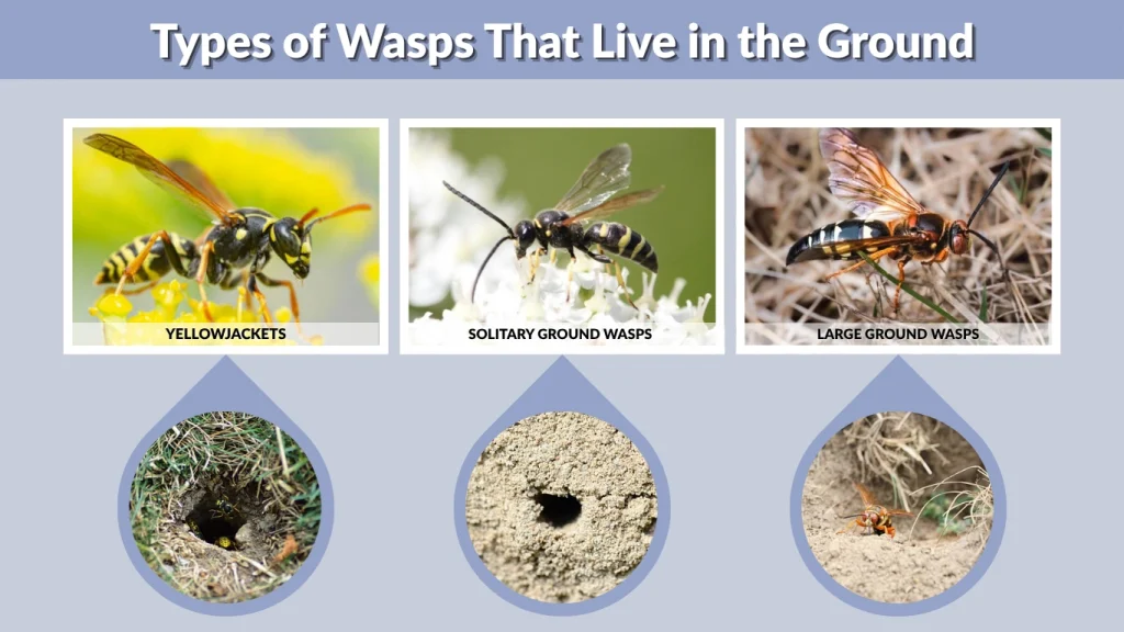 Types of Wasps That Live in the Ground