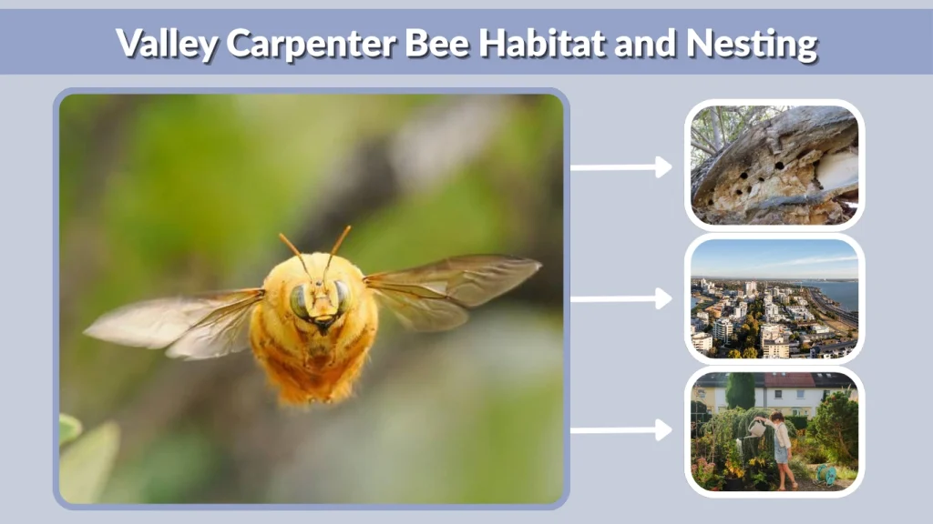 Valley Carpenter Bee Habitat and Nesting