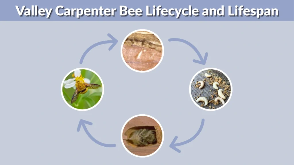 Valley Carpenter Bee Lifecycle and Lifespan