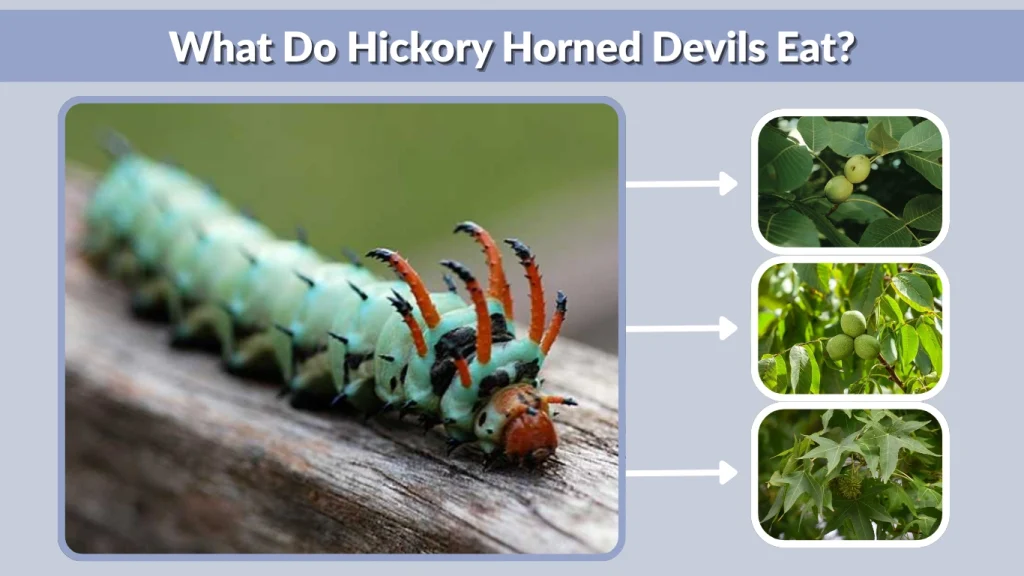 What Do Hickory Horned Devils Eat