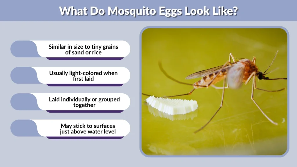 What Do Mosquito Eggs Look Like