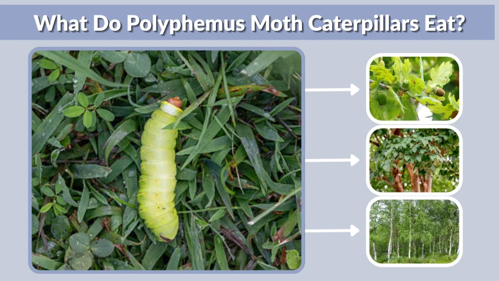 What Do Polyphemus Moth Caterpillars Eat