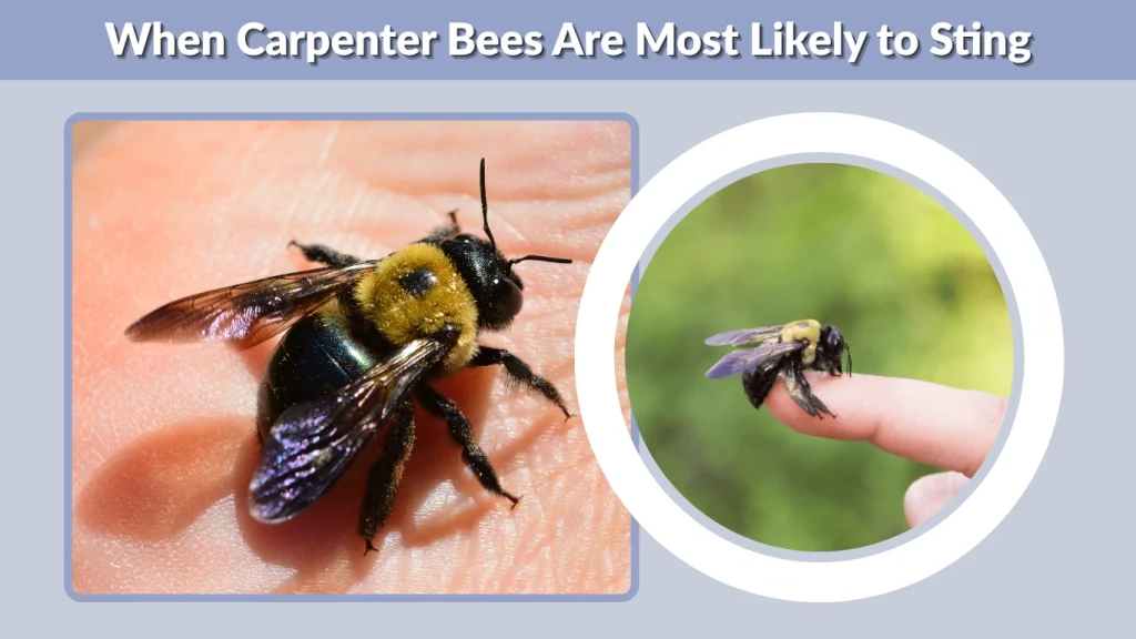 When Carpenter Bees Are Most Likely to Sting