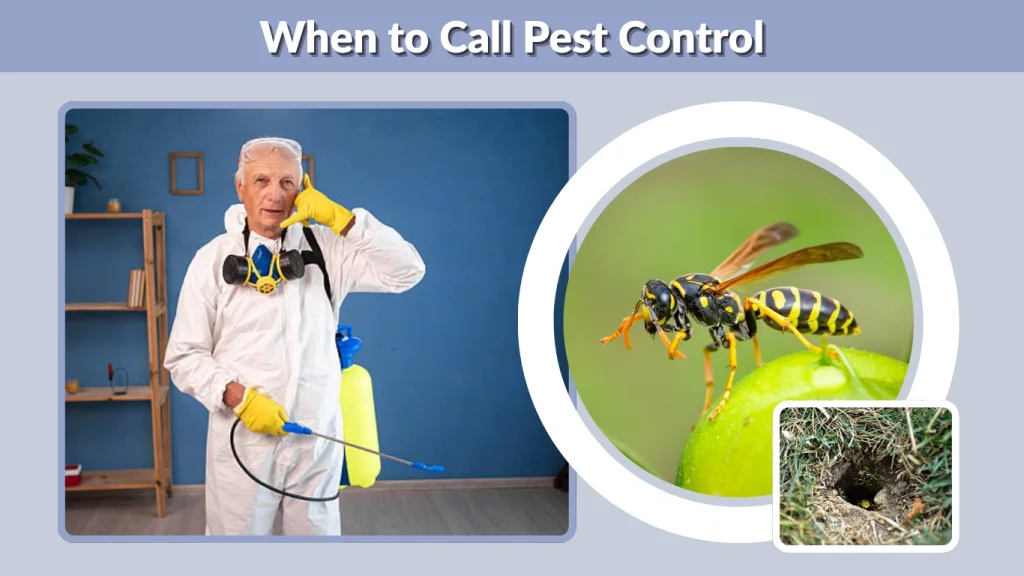 When to Call Pest Control