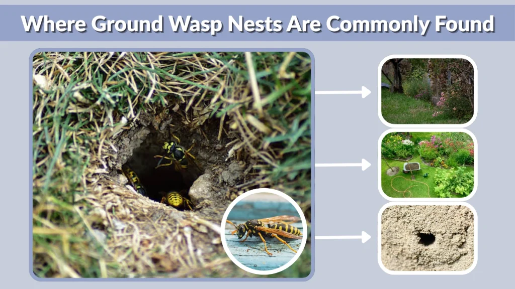 Where Ground Wasp Nests Are Commonly Found