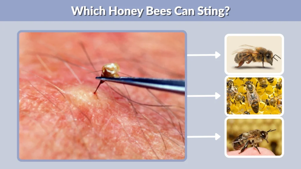 Which Honey Bees Can Sting