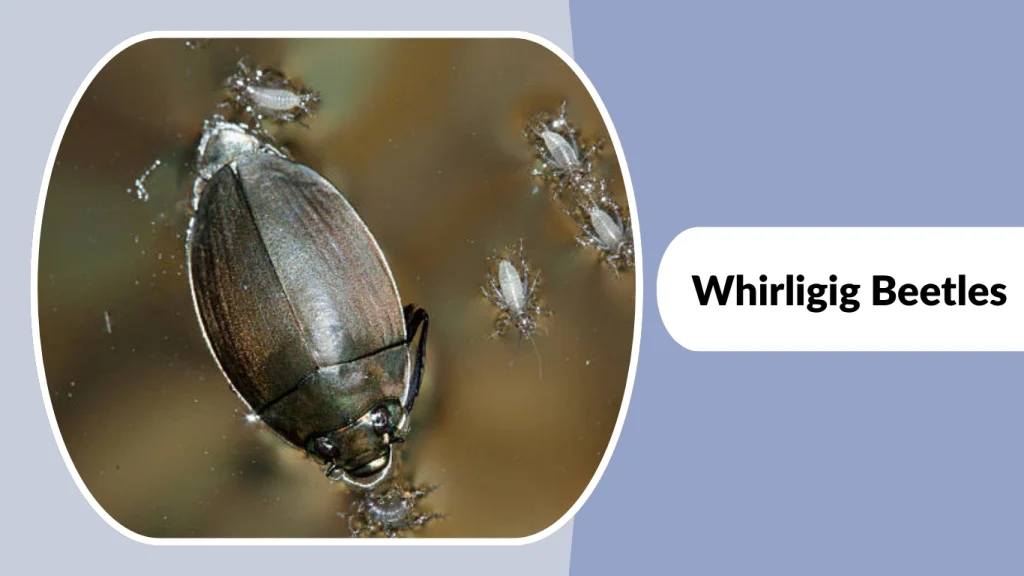 Whirligig Beetles