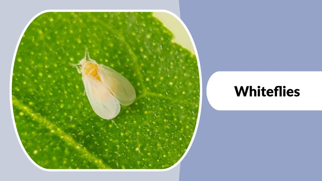 Whiteflies