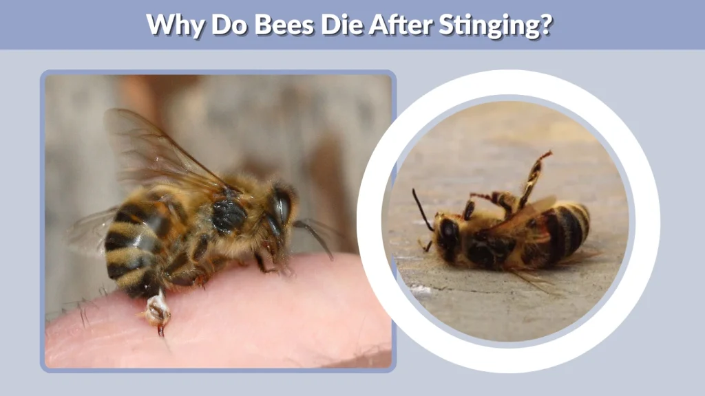 Why Do Bees Die After Stinging