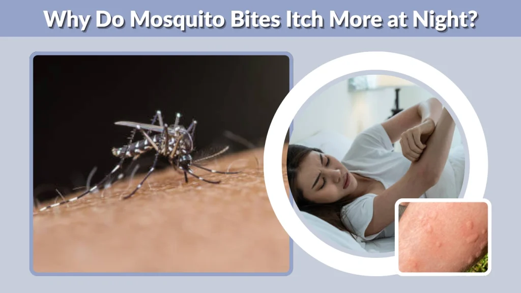 Why Do Mosquito Bites Itch More at Night