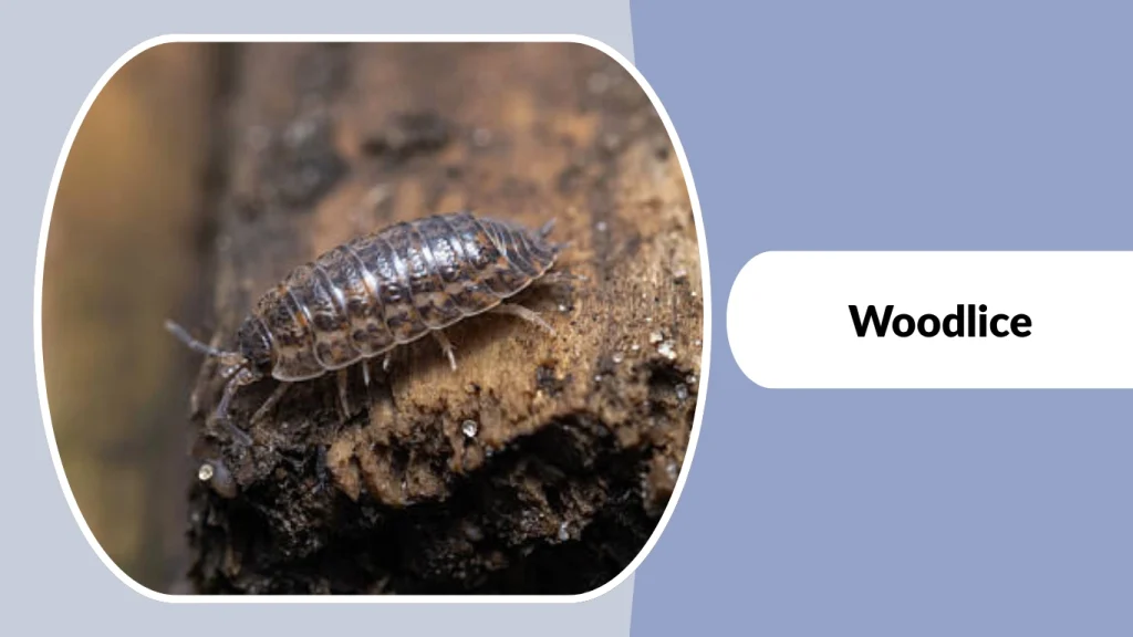 Woodlice