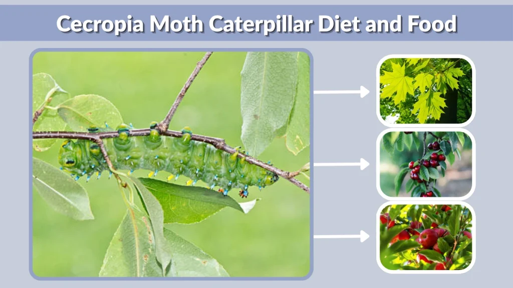 Cecropia Moth Caterpillar Diet and Food