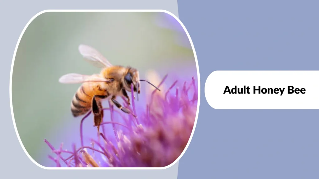 Adult Honey Bee