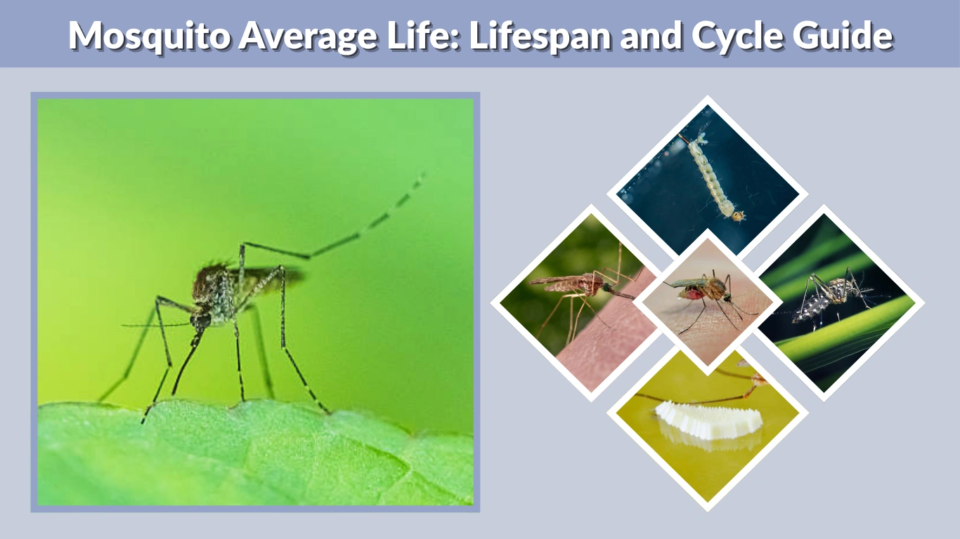 Mosquito Average Life​ Lifespan and Cycle Guide