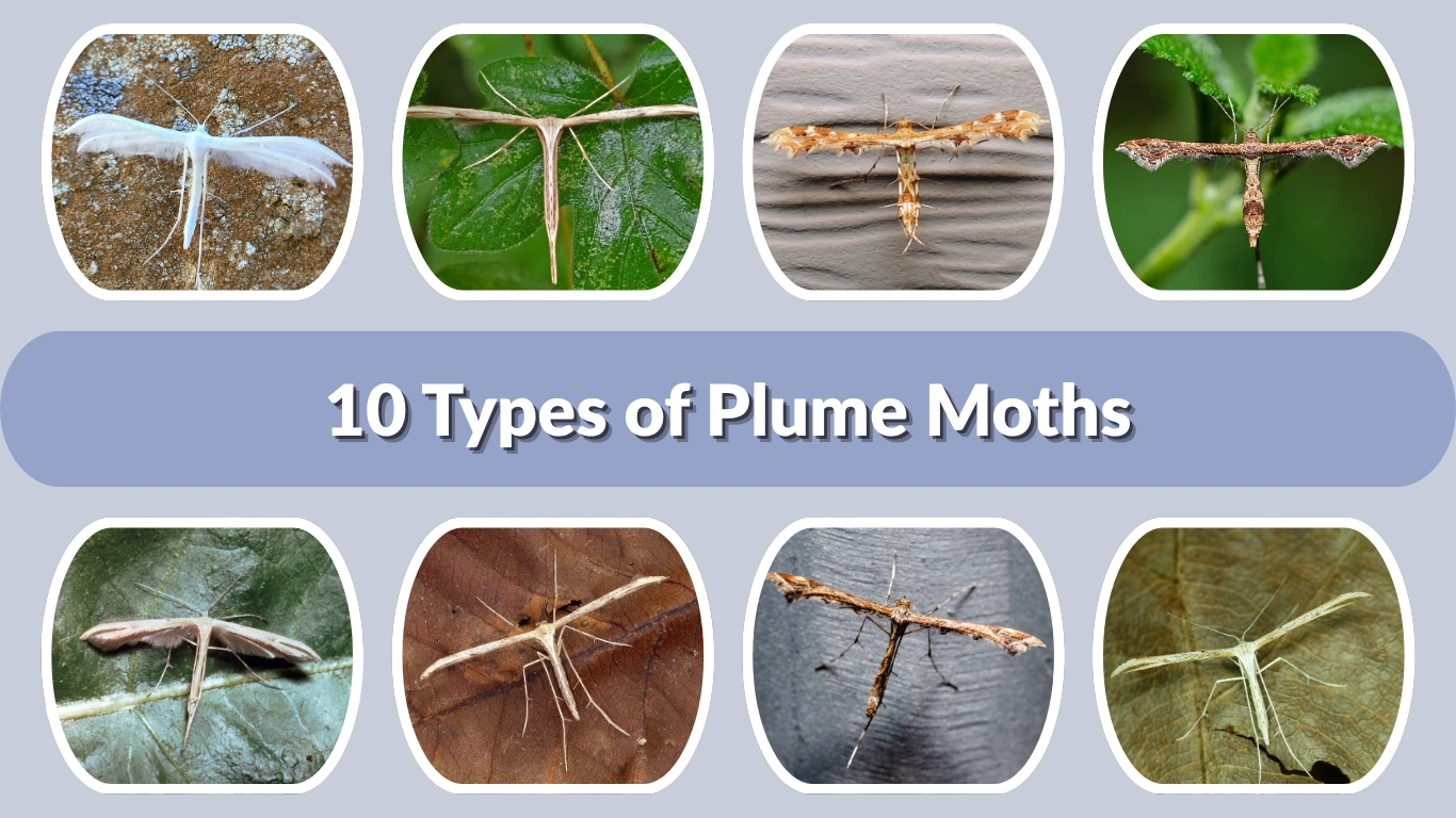 10 Types of Plume Moths: Identification with Pictures