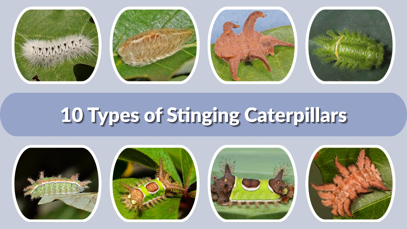 10 Types of Stinging Caterpillars Identification and Safety