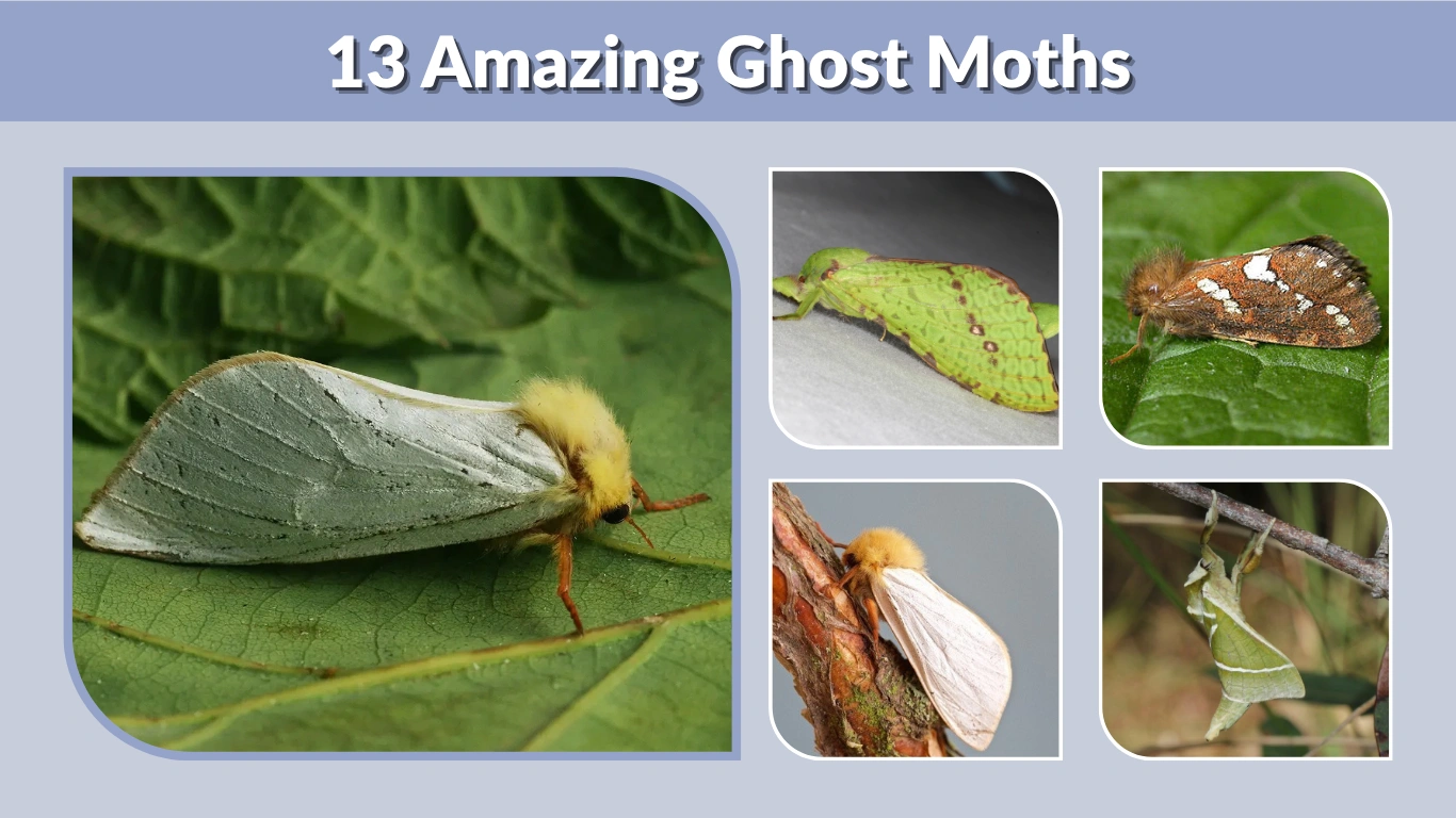 13 Amazing Ghost Moths From Around the World