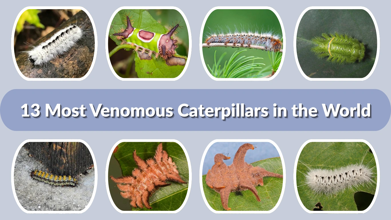 13 Most Venomous Caterpillars in the World (ID with Pictures)