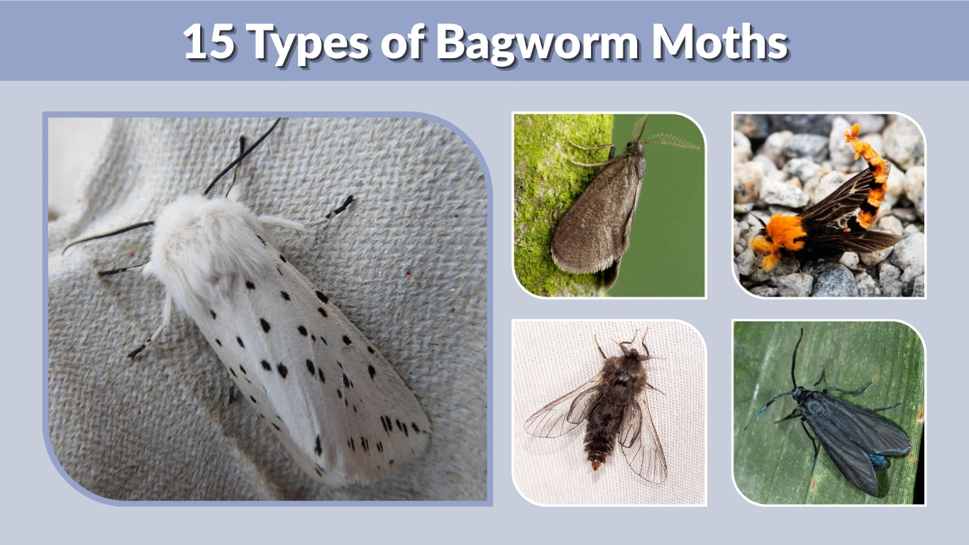 15 Types of Bagworm Moths Species Identification & Pictures
