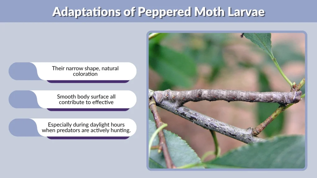 Adaptations of Peppered Moth Larvae