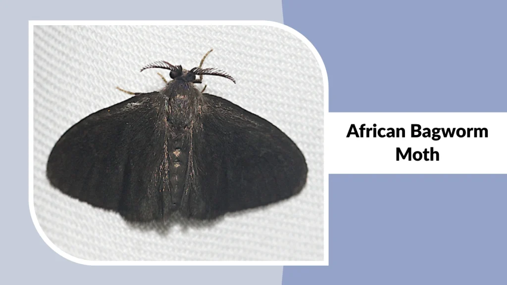 African Bagworm Moth