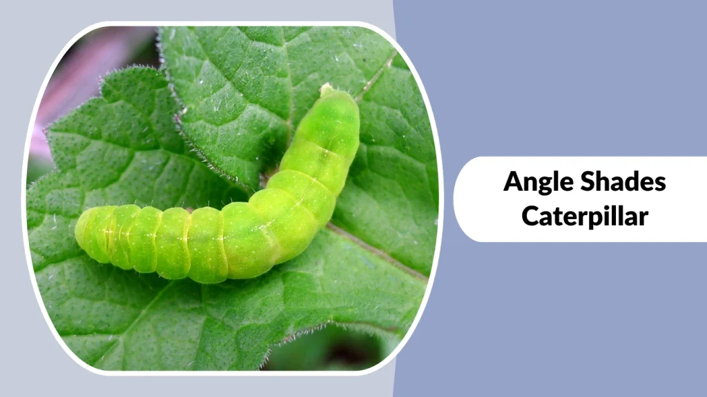 Angle Shades Caterpillar
