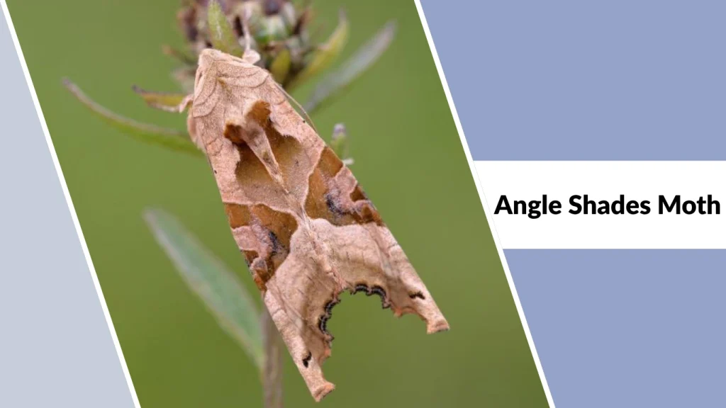 Angle Shades Moth