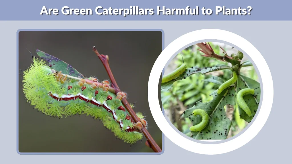 Are Green Caterpillars Harmful to Plants