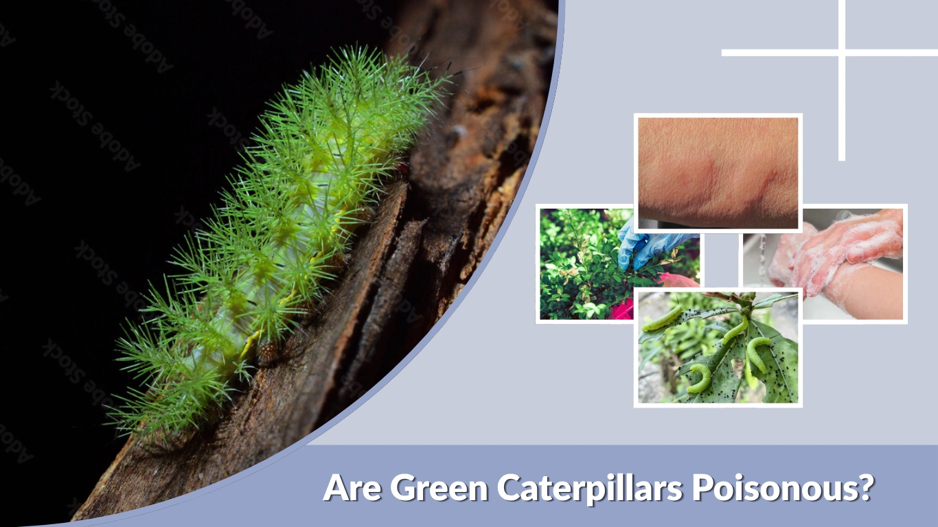 Are Green Caterpillars Poisonous Safety Guide Facts