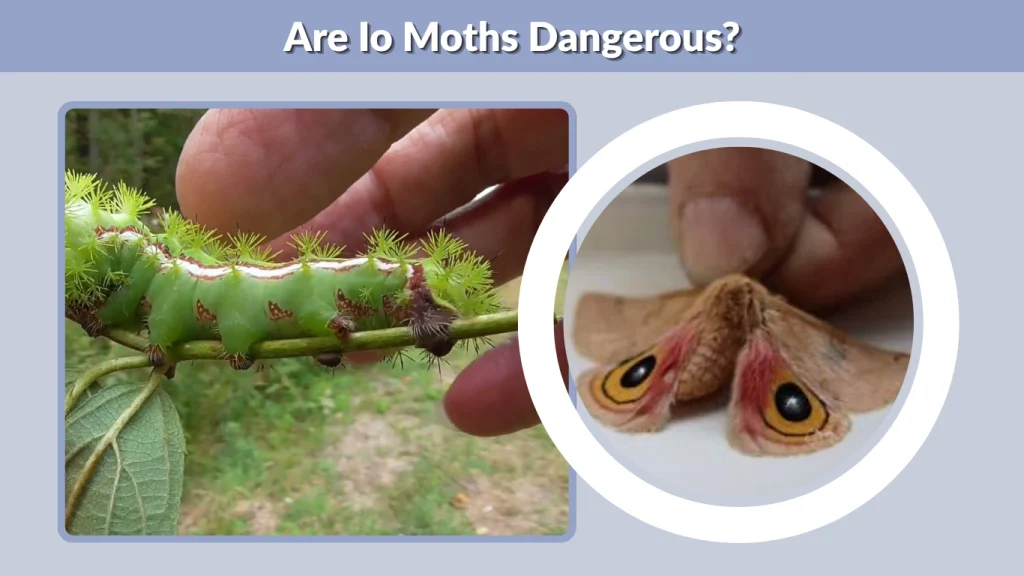 Are Io Moths Dangerous