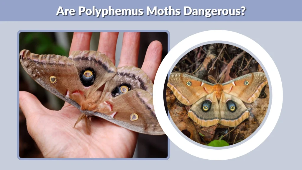Are Polyphemus Moths Dangerous