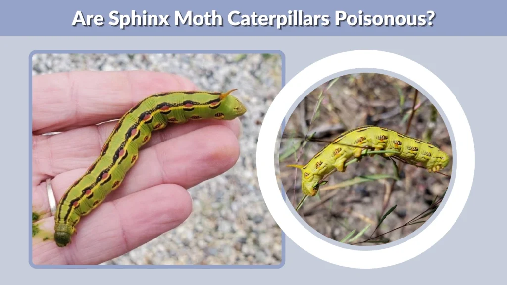 Are Sphinx Moth Caterpillars Poisonous