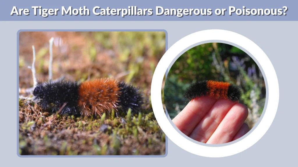 Are Tiger Moth Caterpillars Dangerous or Poisonous
