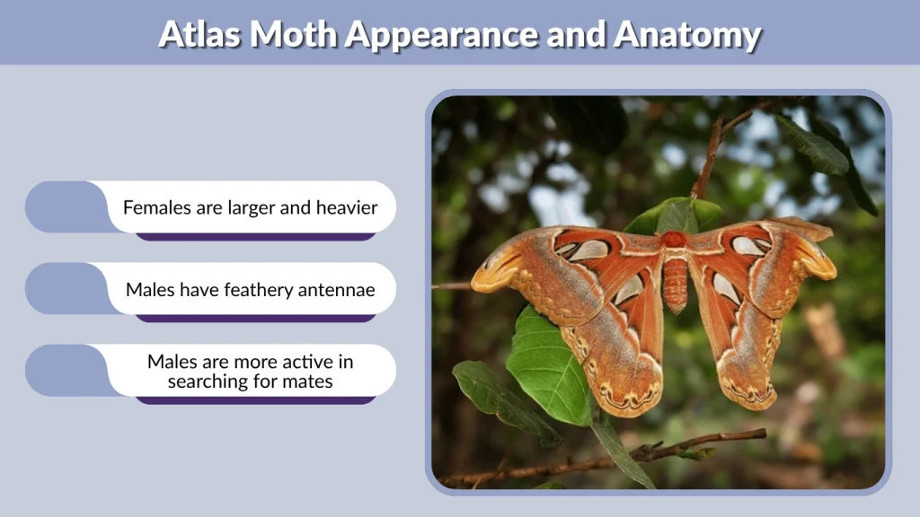 Atlas Moth Appearance and Anatomy