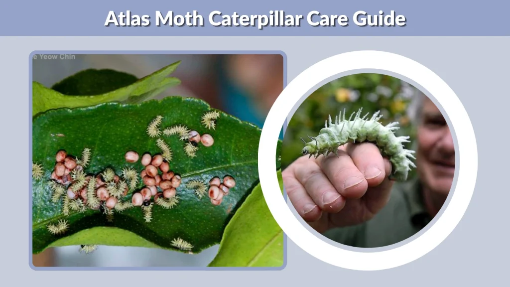 Atlas Moth Caterpillar Care Guide
