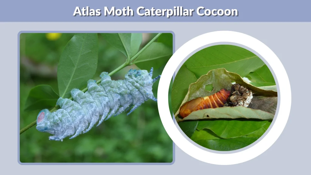 Atlas Moth Caterpillar Cocoon