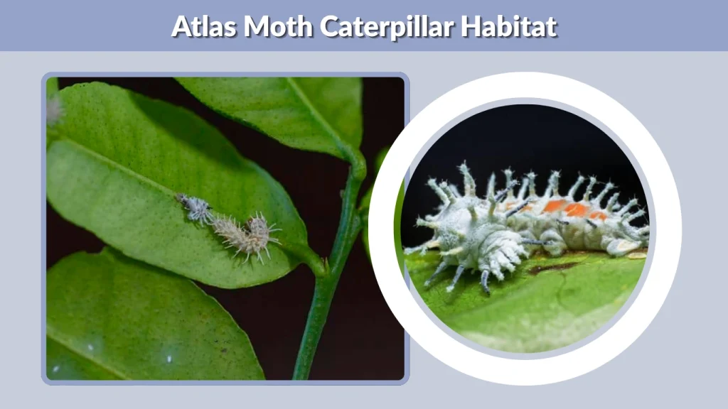 Atlas Moth Caterpillar Habitat