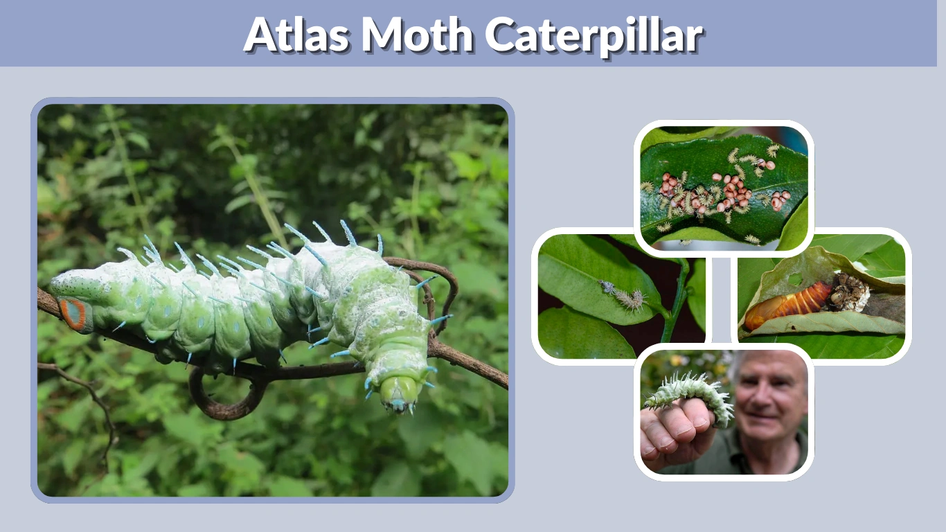 Atlas Moth Caterpillar Habitat, Life Cycle and Care Guide