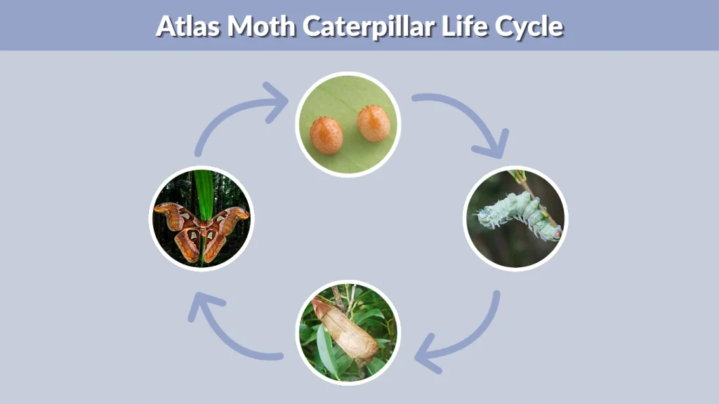 Atlas Moth Caterpillar Life Cycle