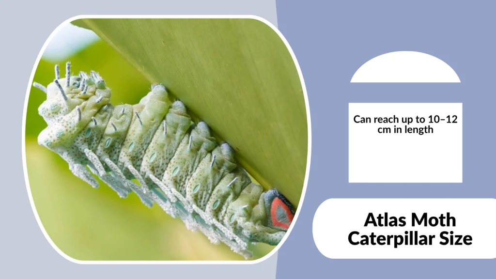 Atlas Moth Caterpillar Size